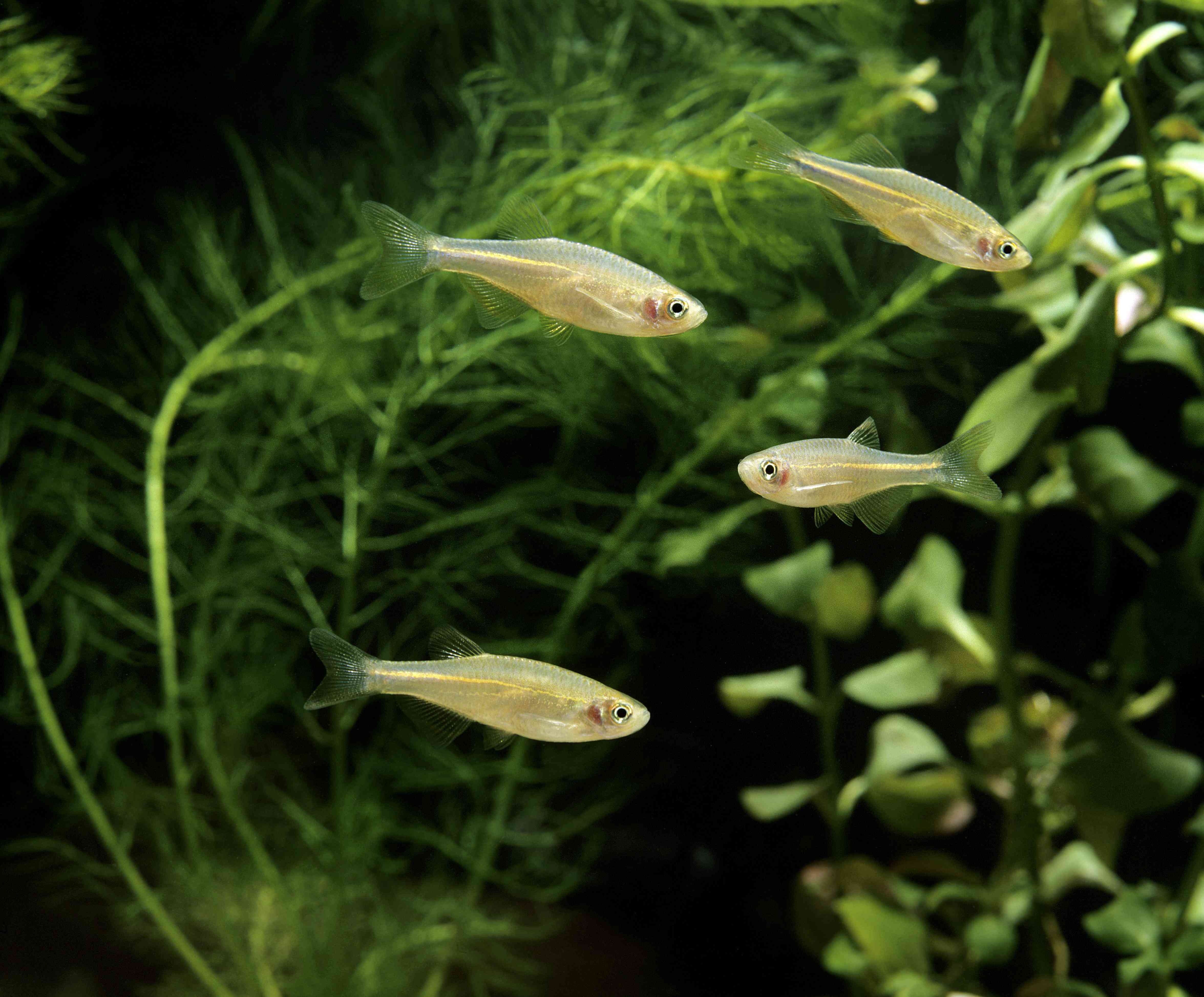 Pearl Danio, Danio albolineatus