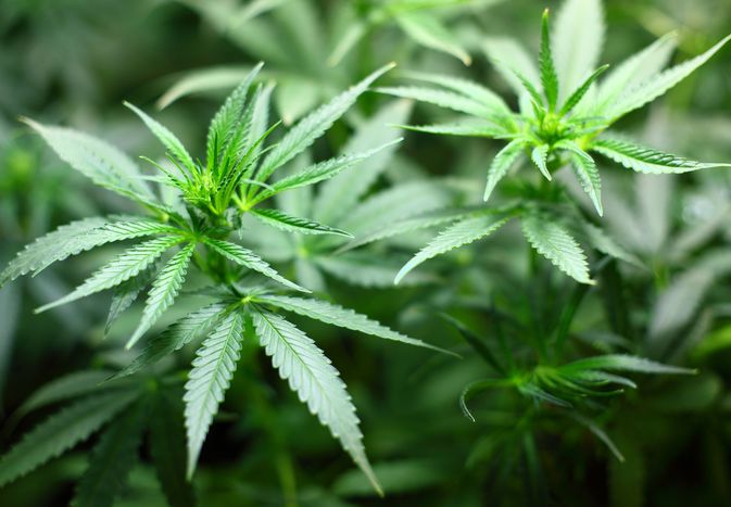 大麻植物