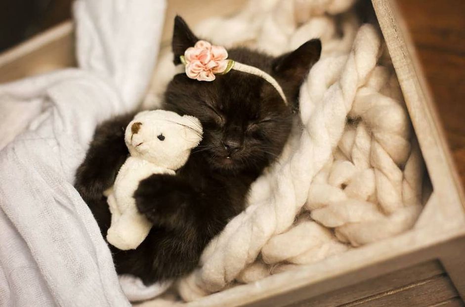 黑色的猫