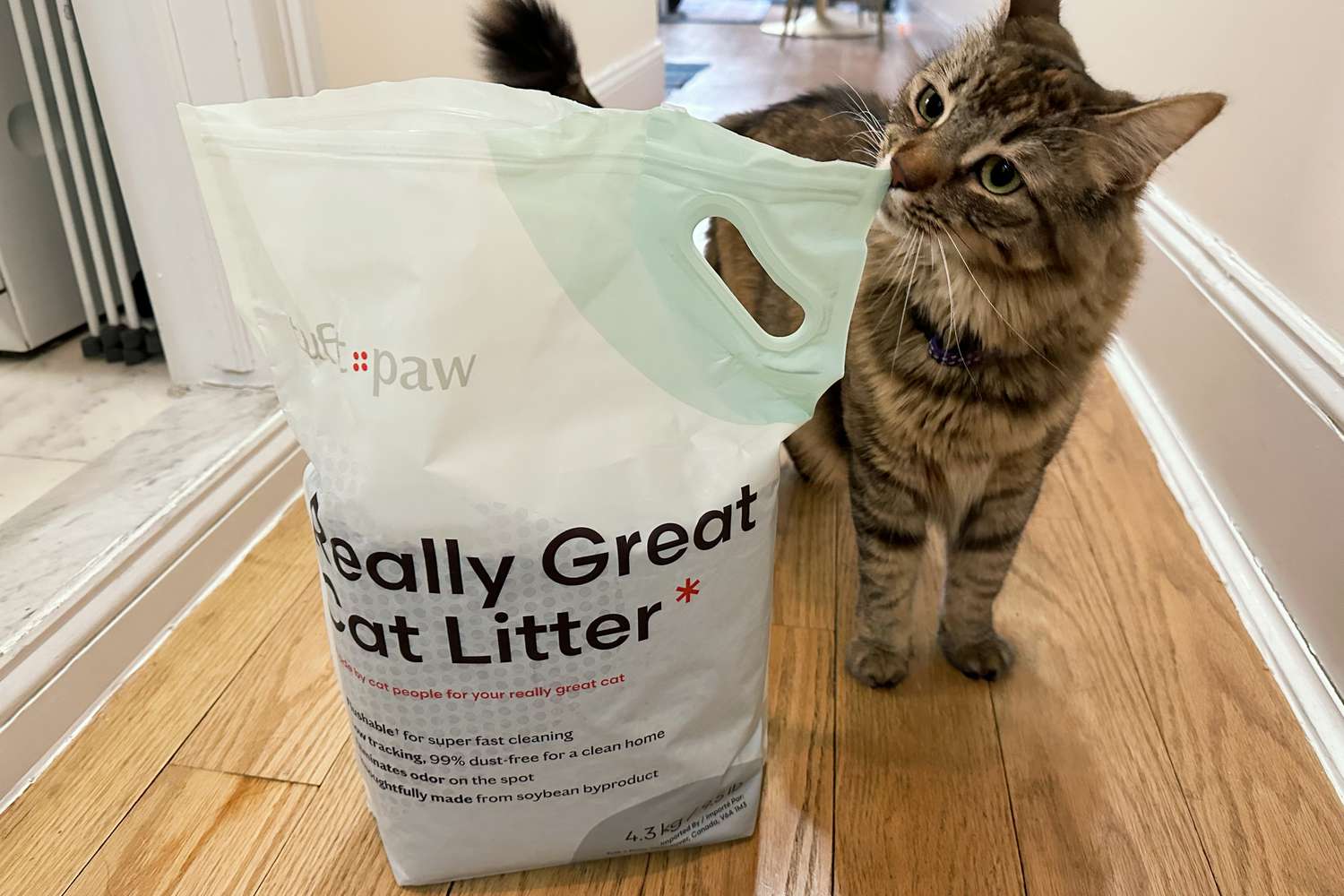 Cat sniffing a bag of Tuft and Paw Really Great Cat Litter