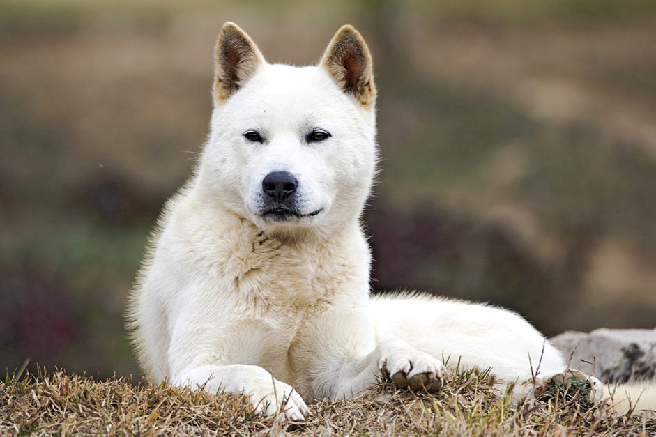 在草地上休息的韩国珍岛犬