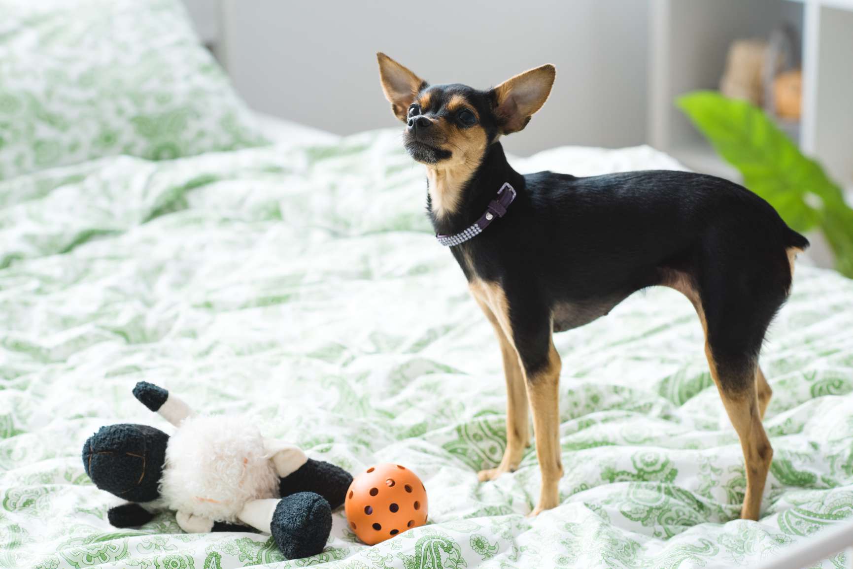 一只迷你平舍犬在床上玩玩具
