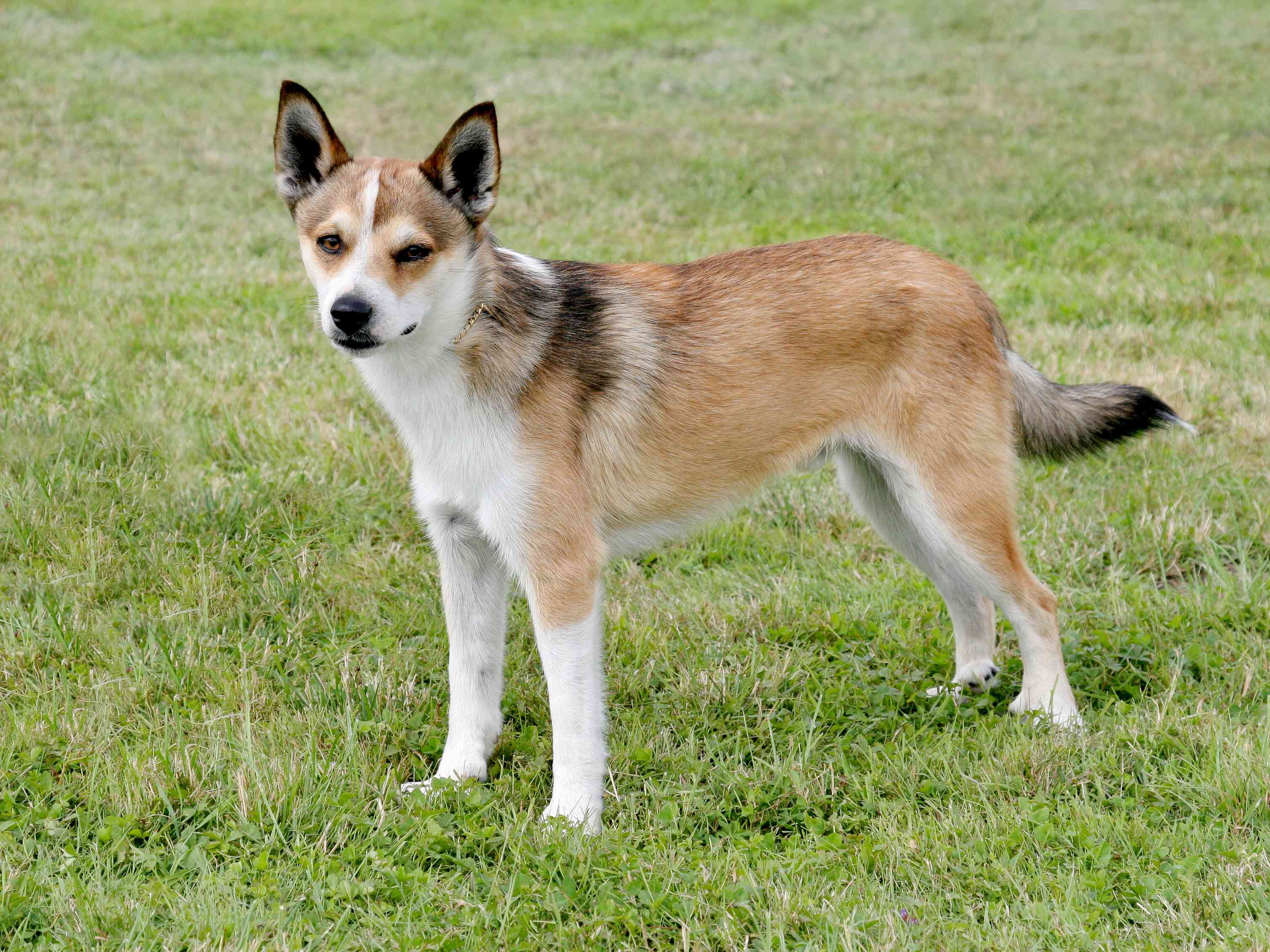 挪威伦德猎犬站在草地上