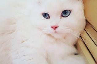 猫猫