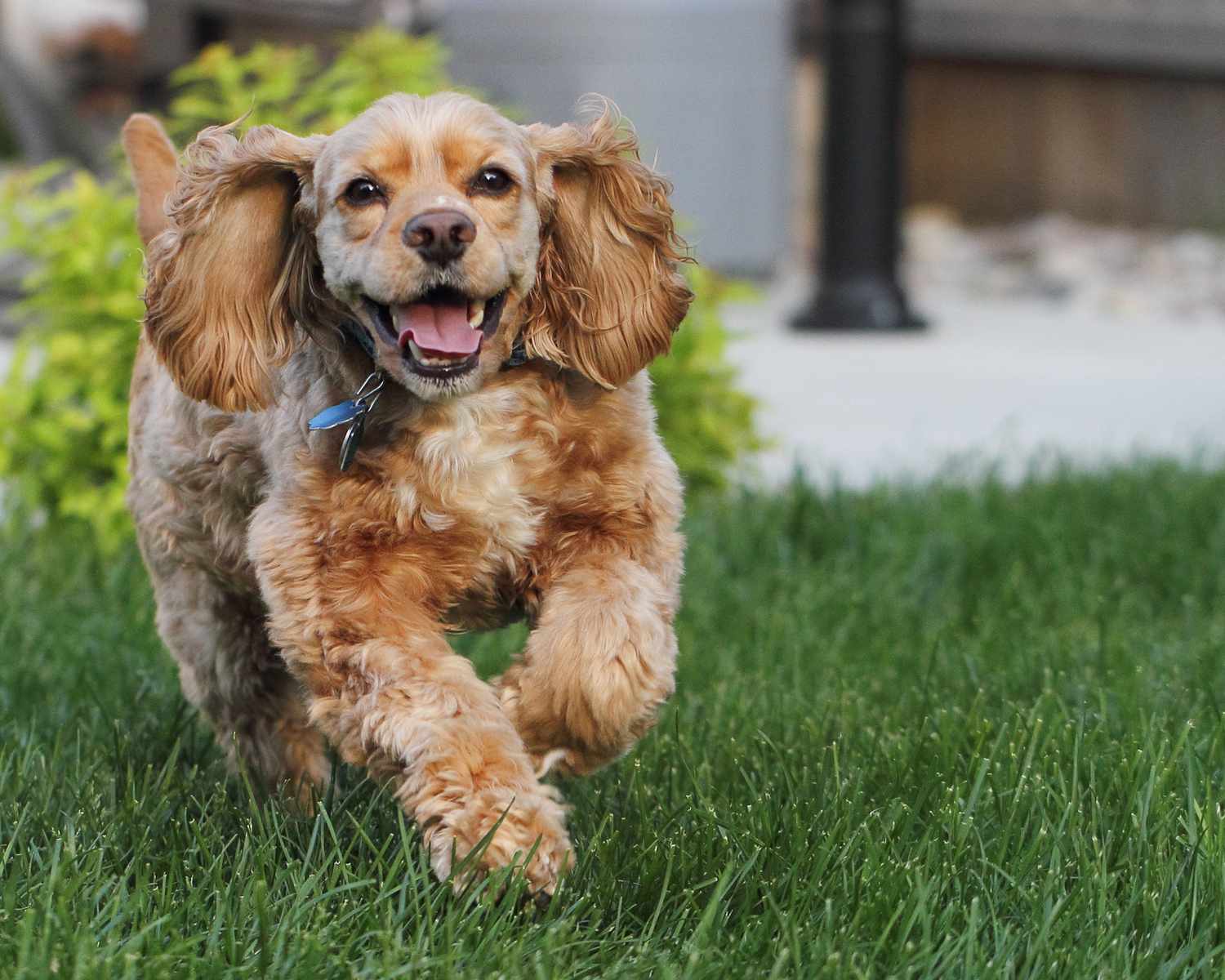 快乐的棕色可卡犬在草地上奔跑。