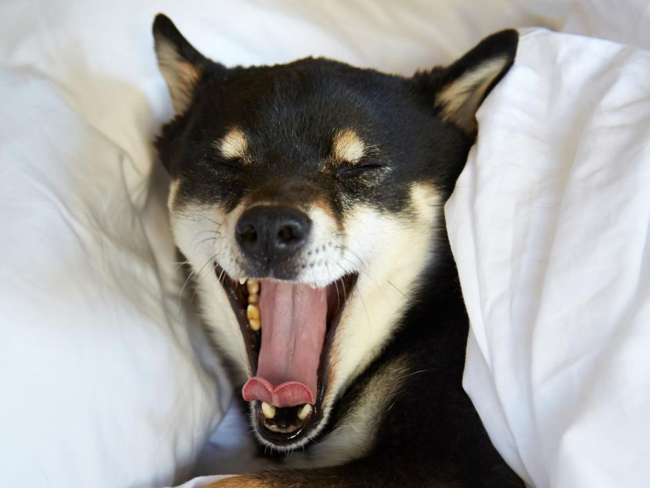 狗在床上睡