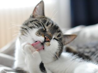 梳理猫