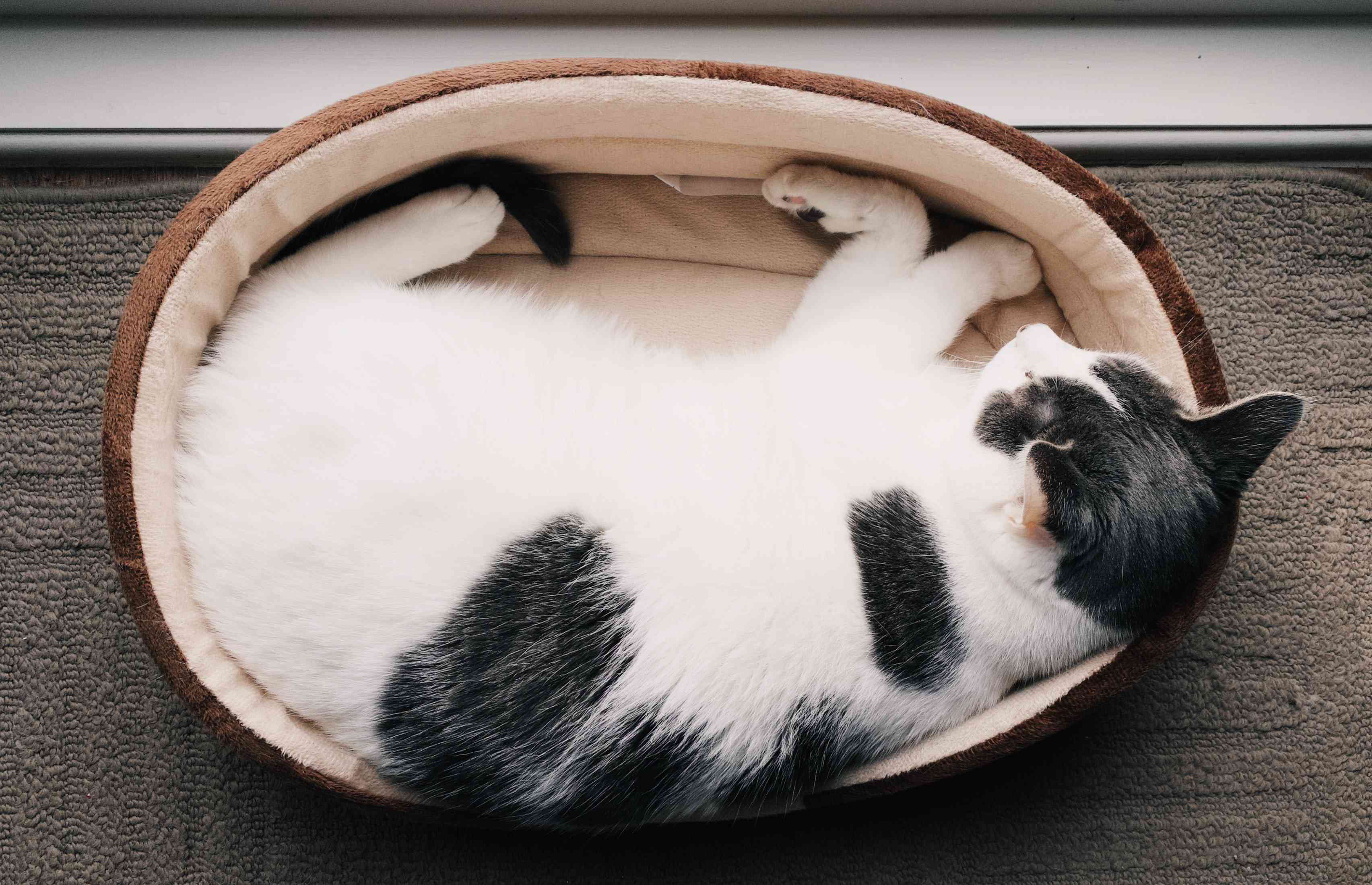 头顶上一只蜷缩在床上的猫