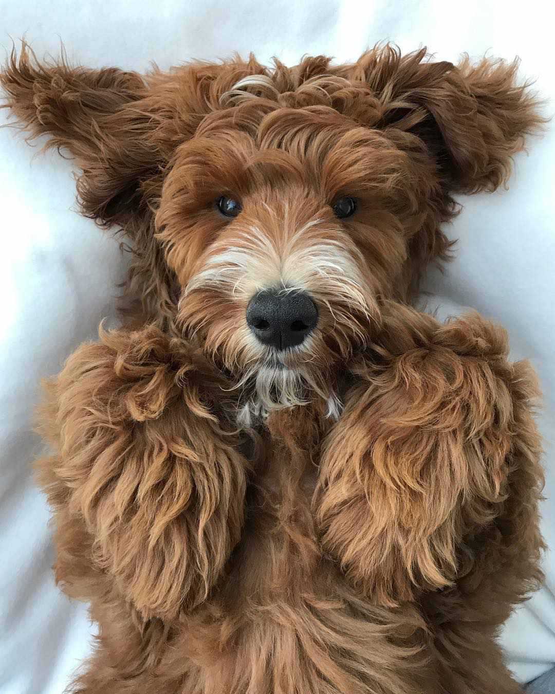 一只趴在它背上的拉布拉多犬。
