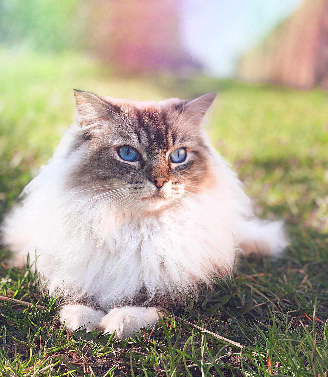一只布娃娃猫坐在外面。