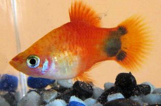 斑纹剑斑鱼-米老鼠Platy
