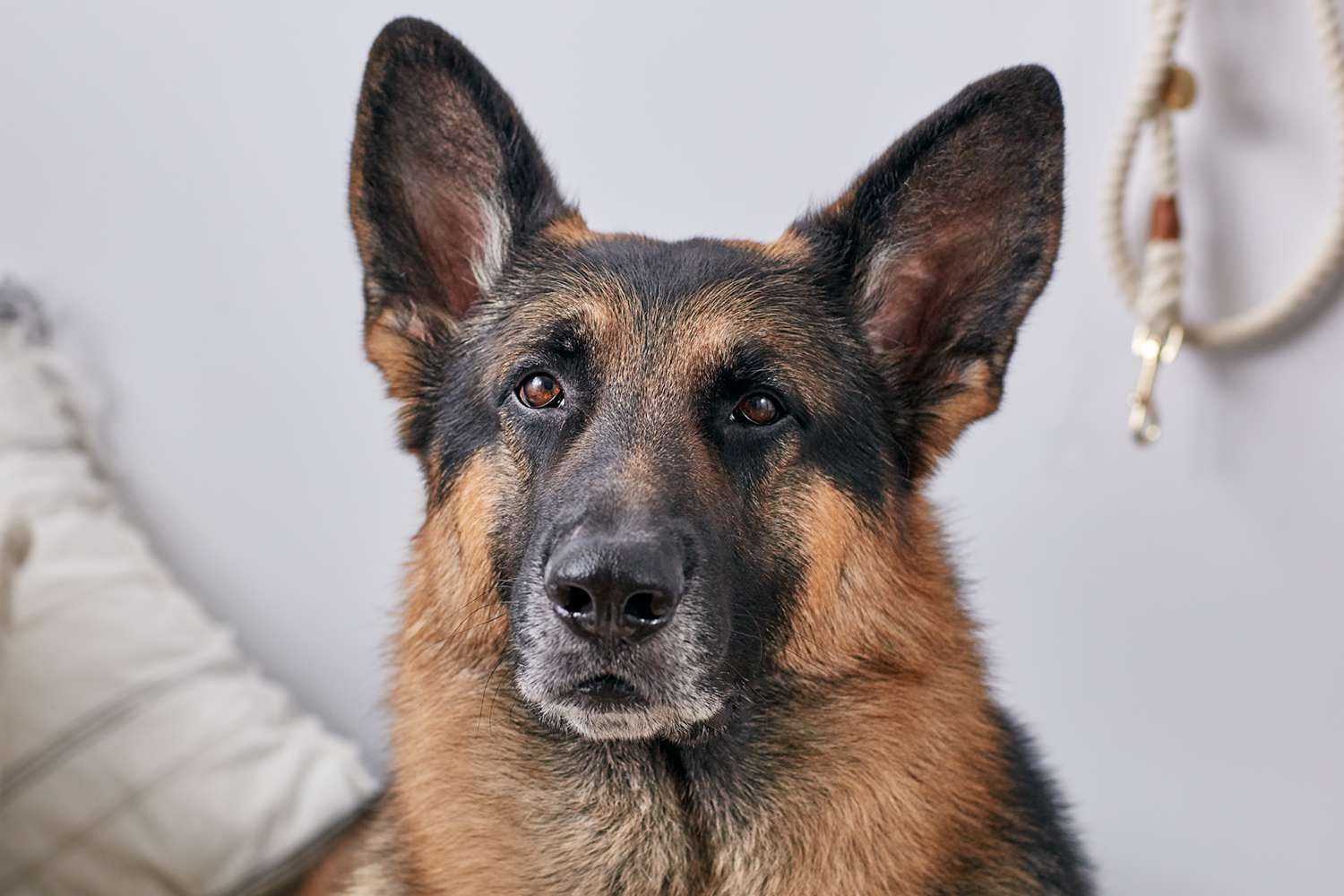 德国牧羊犬的肖像