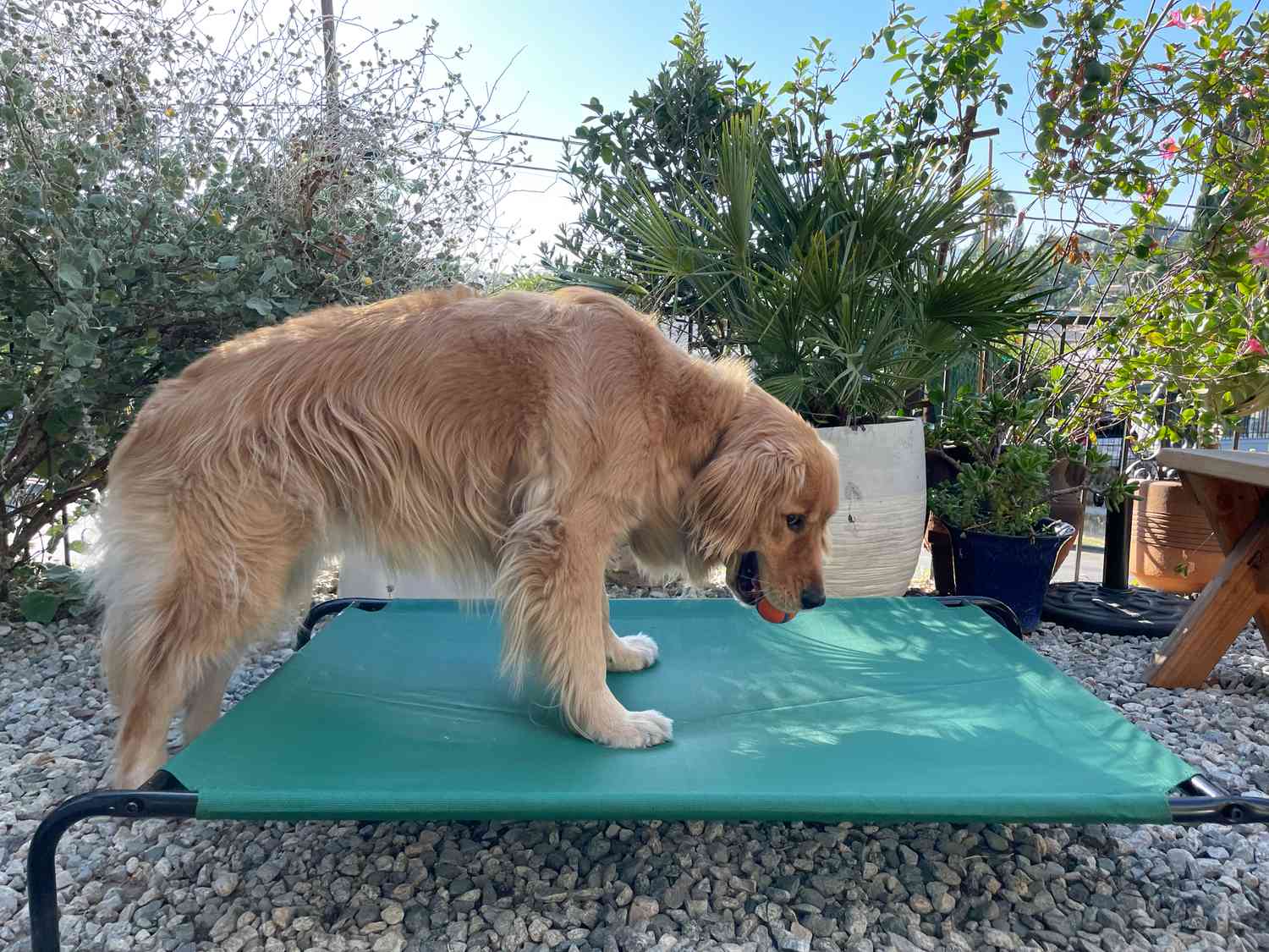 亚马逊基础冷却Elevated Pet Bed