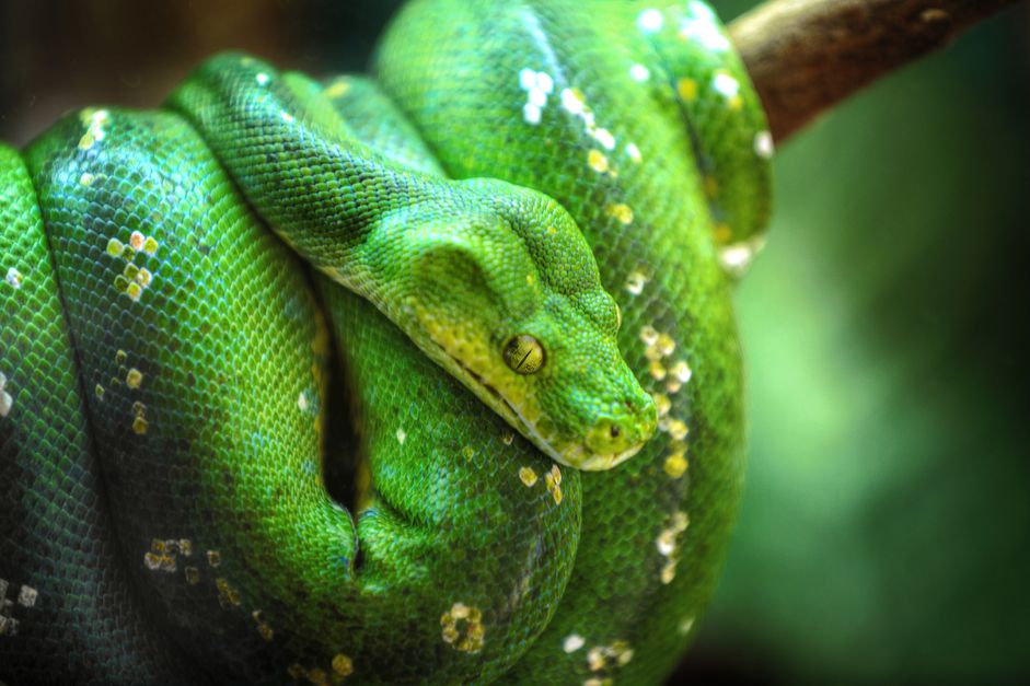 青树Python