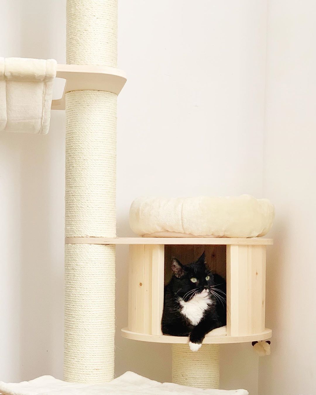 一只穿燕尾服的猫在猫树上。
