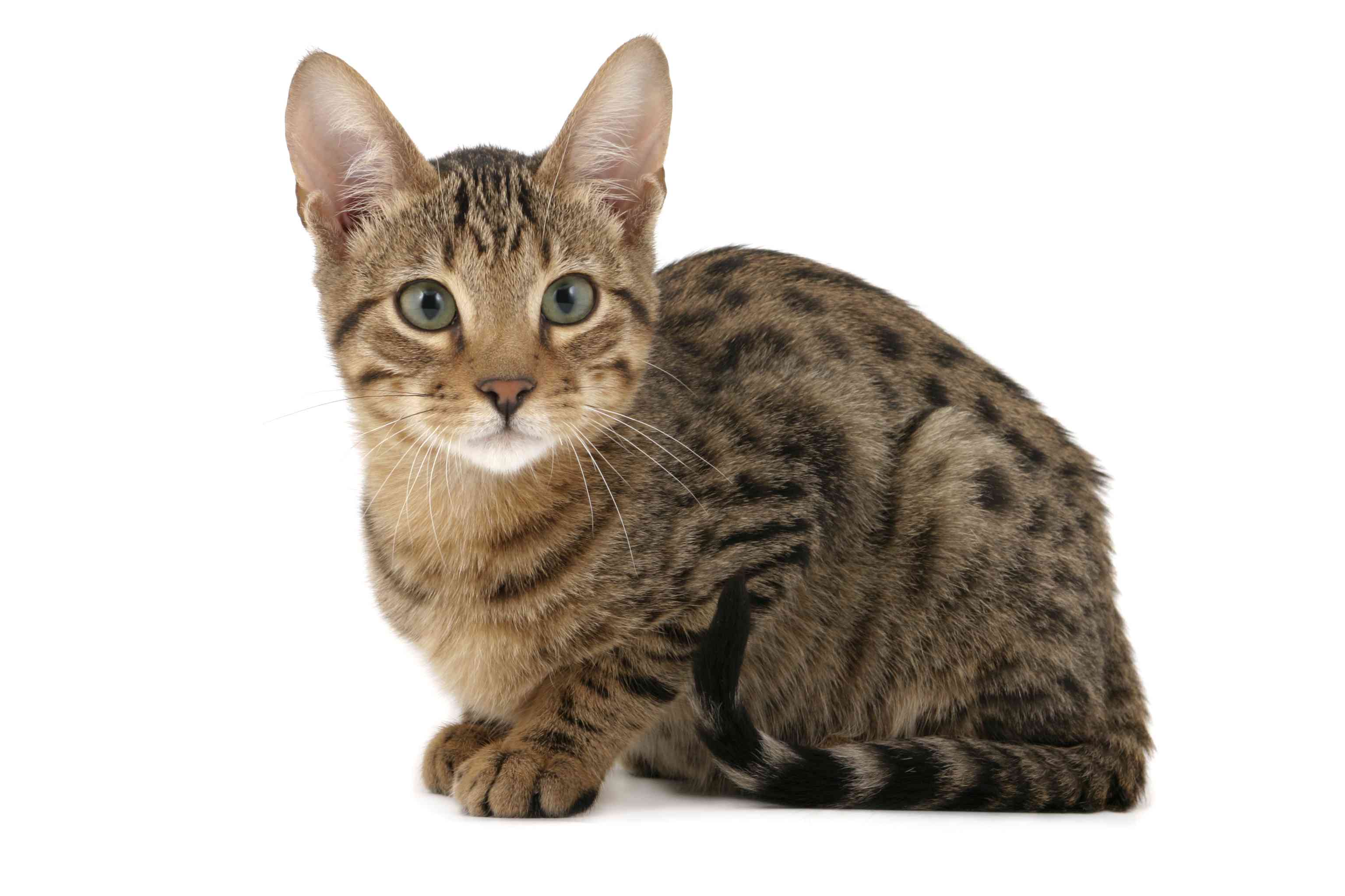猫猫