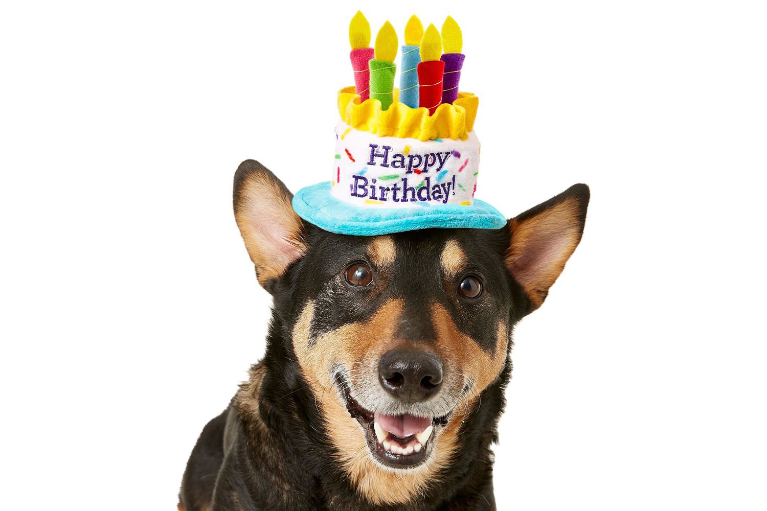Frisco Birthday Cake Dog & Cat Hat