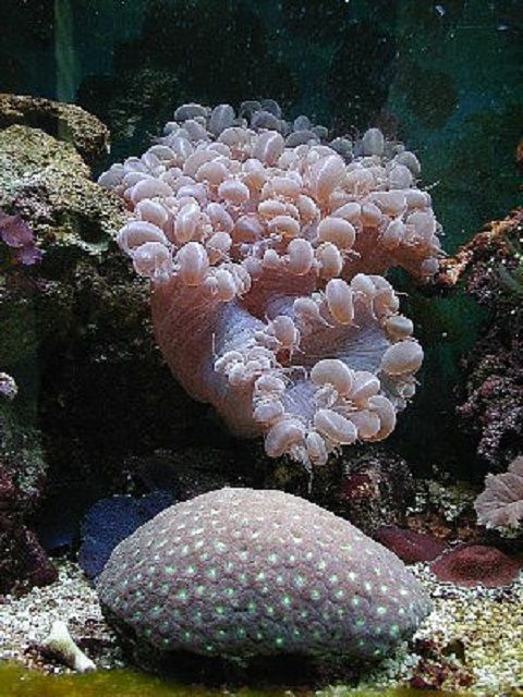 气泡珊瑚(Plerogyra sinuosa)和月亮珊瑚(Favia种)