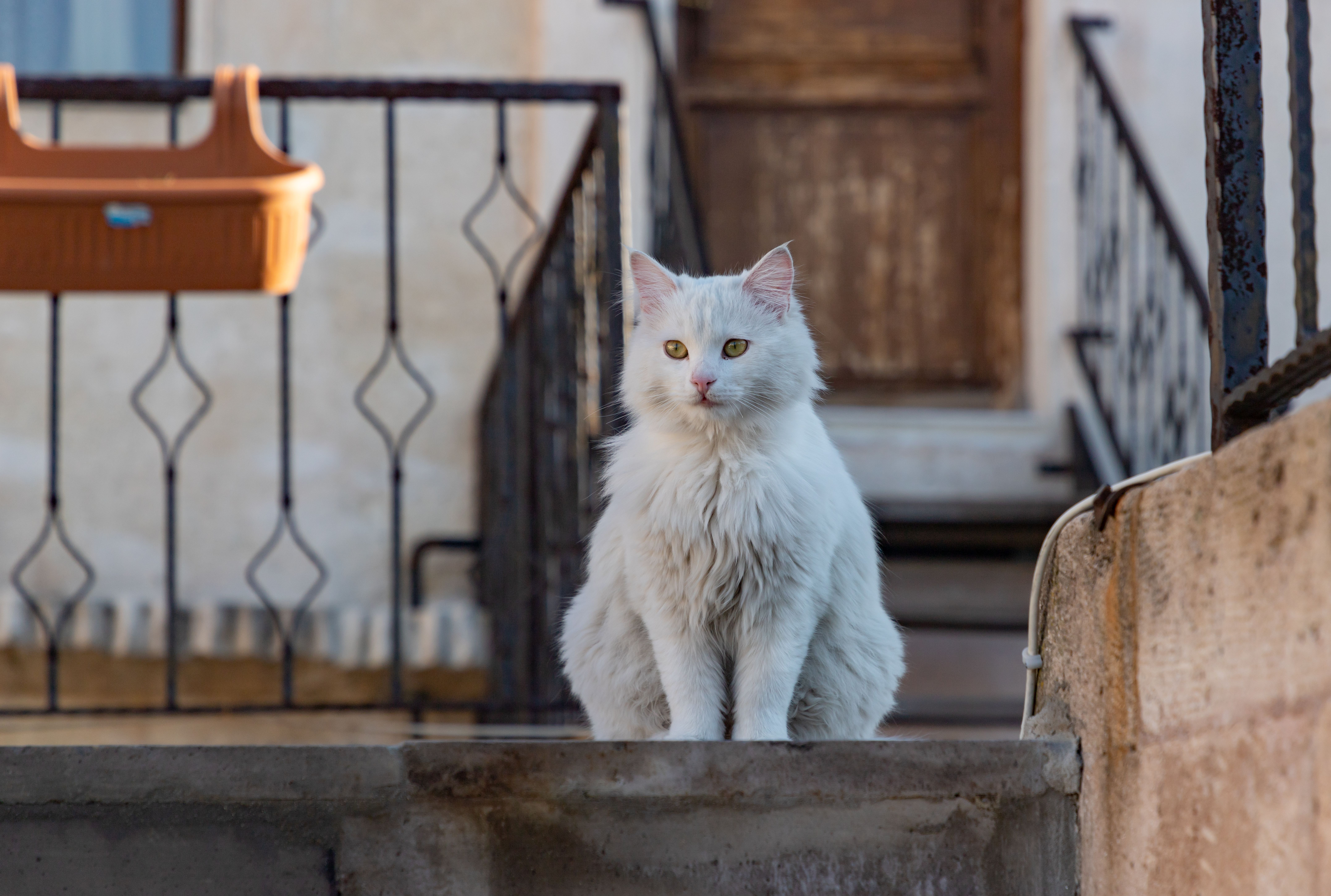 Turkish Angora cat sitting on stairs