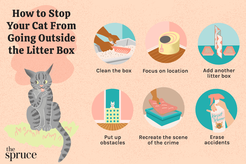 如何阻止你的猫走出猫砂盒