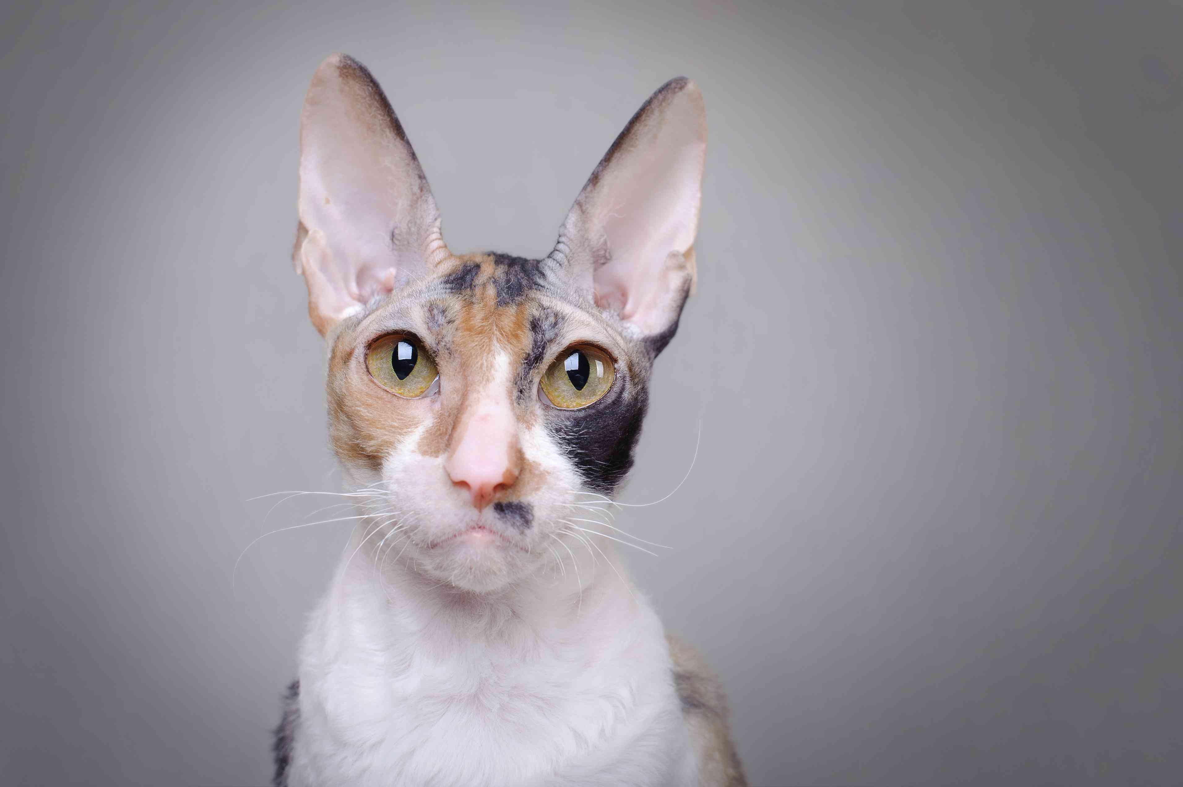 康沃尔雷克斯猫肖像;大眼睛的猫