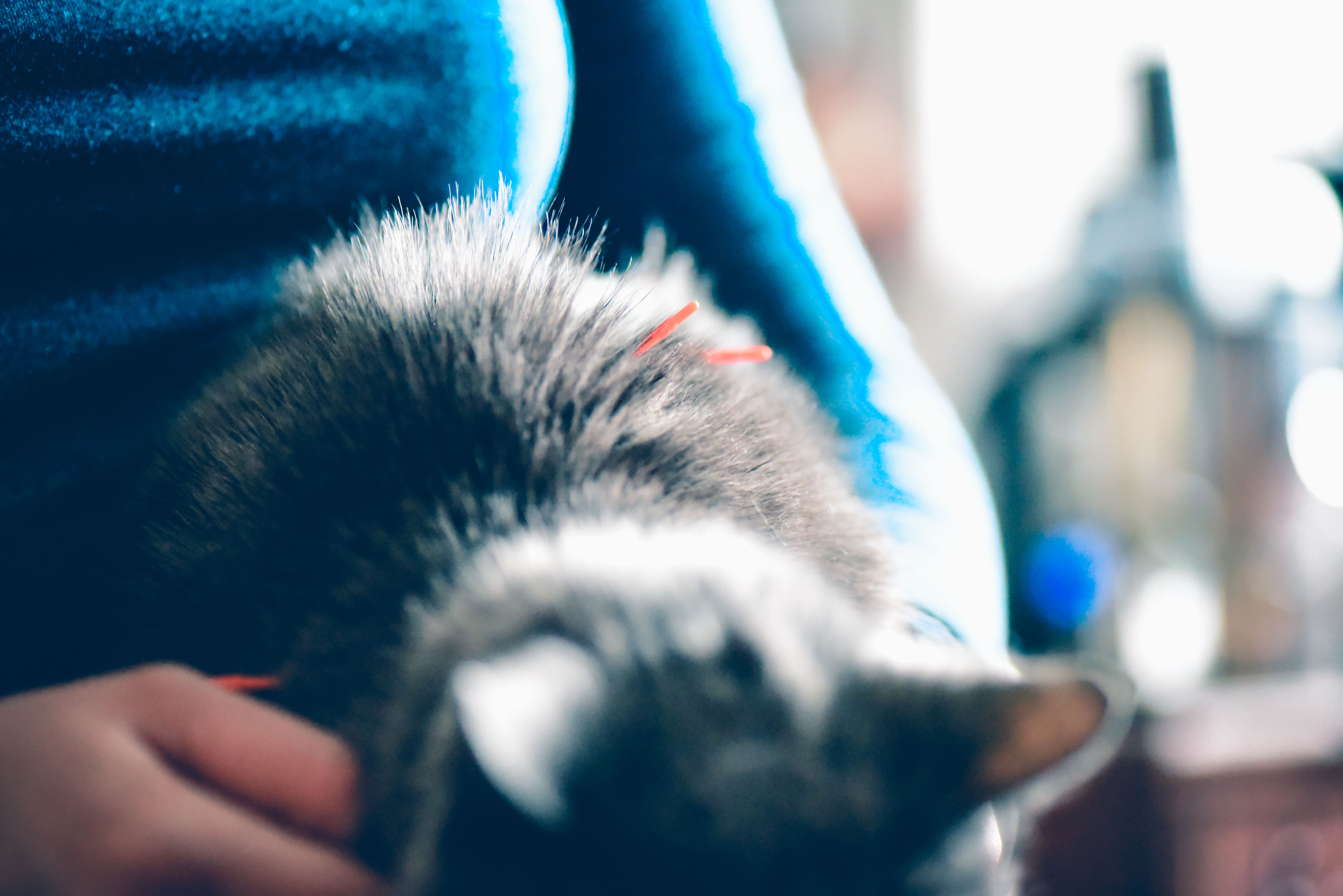 猫接受针灸。