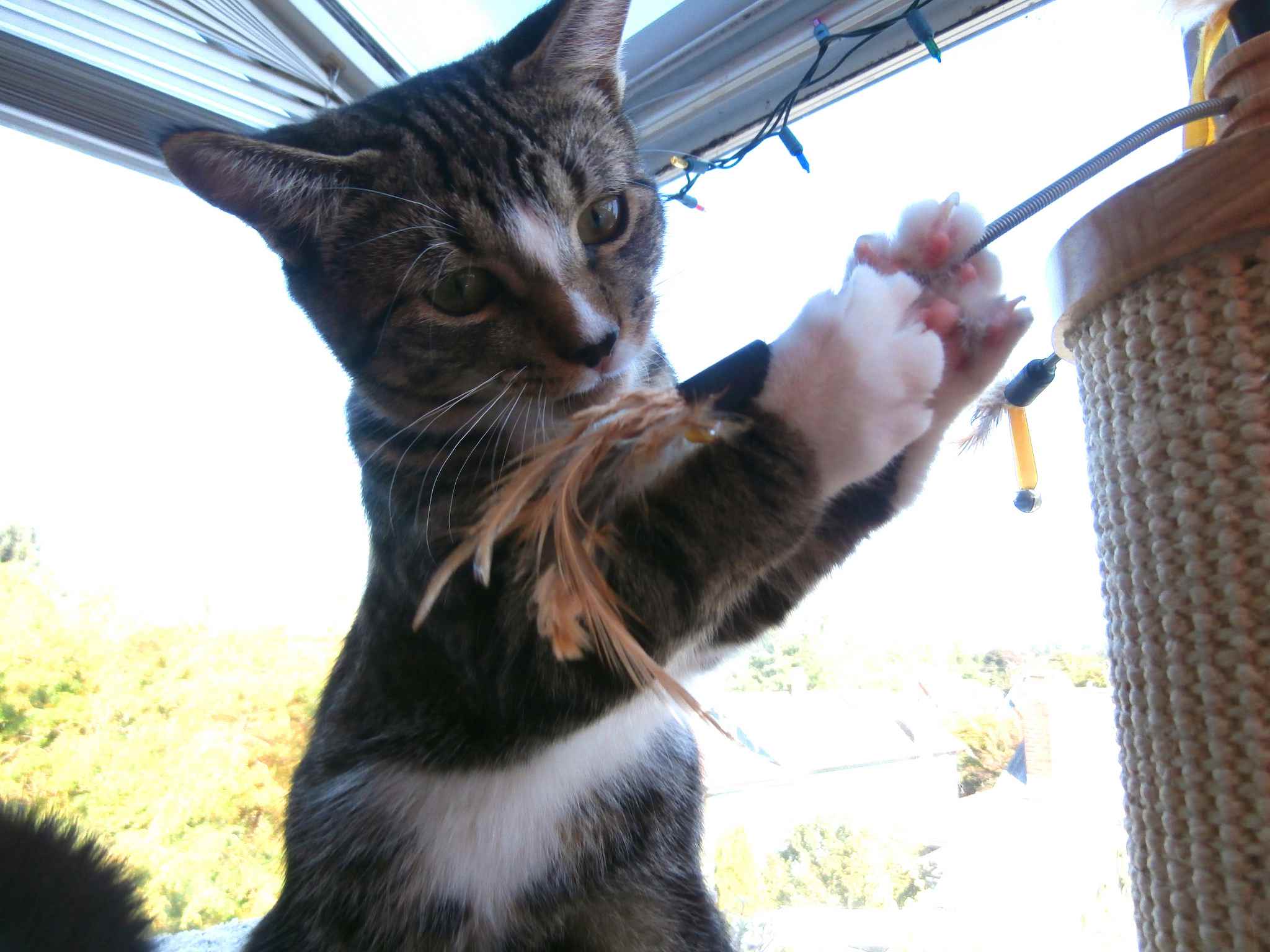 猫在塔上玩耍