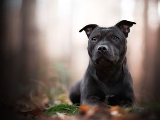 斯塔福德郡斗牛犬肖像