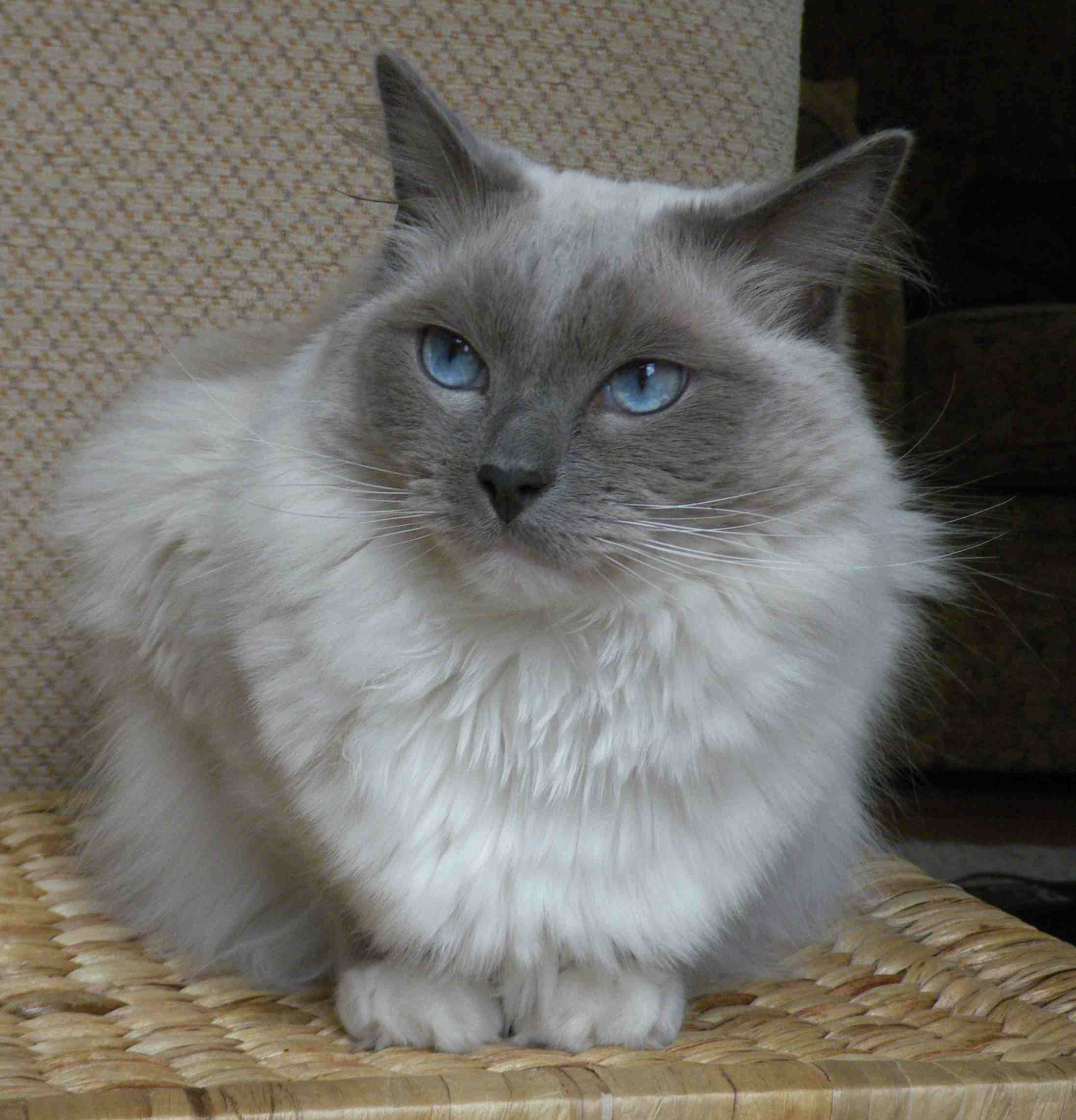 篮子上的布娃娃猫