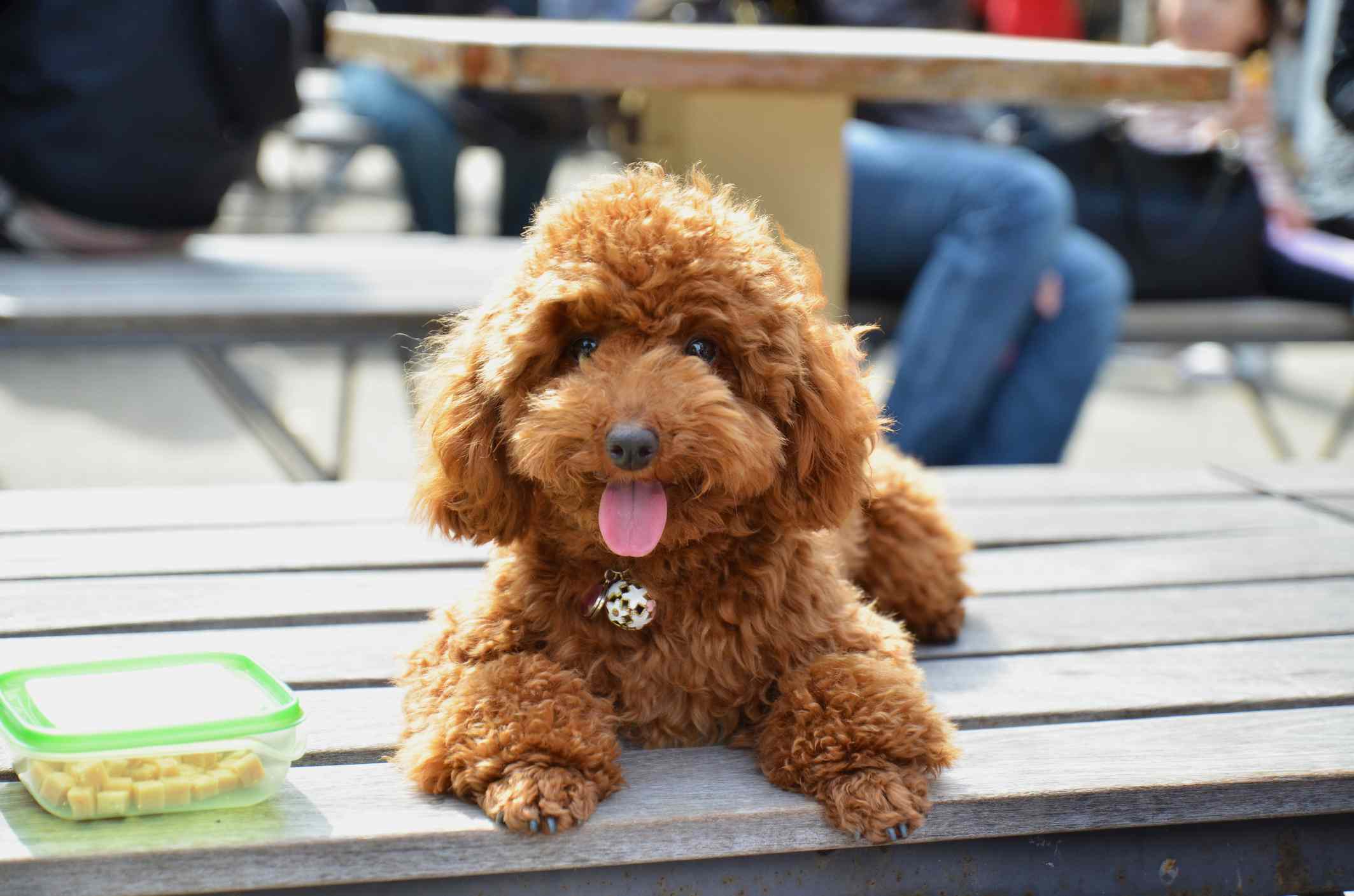 棕色玩具贵宾犬坐在公园长凳上，旁边是食物容器。