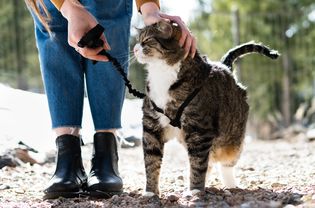 棕色和白色的猫带着皮带走在外面