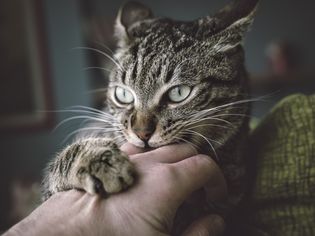 猫可能有攻击性问题，会咬抓它们的主人
