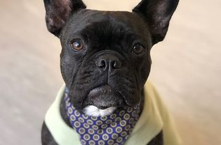 一只黑色的法国斗牛犬看着镜头。