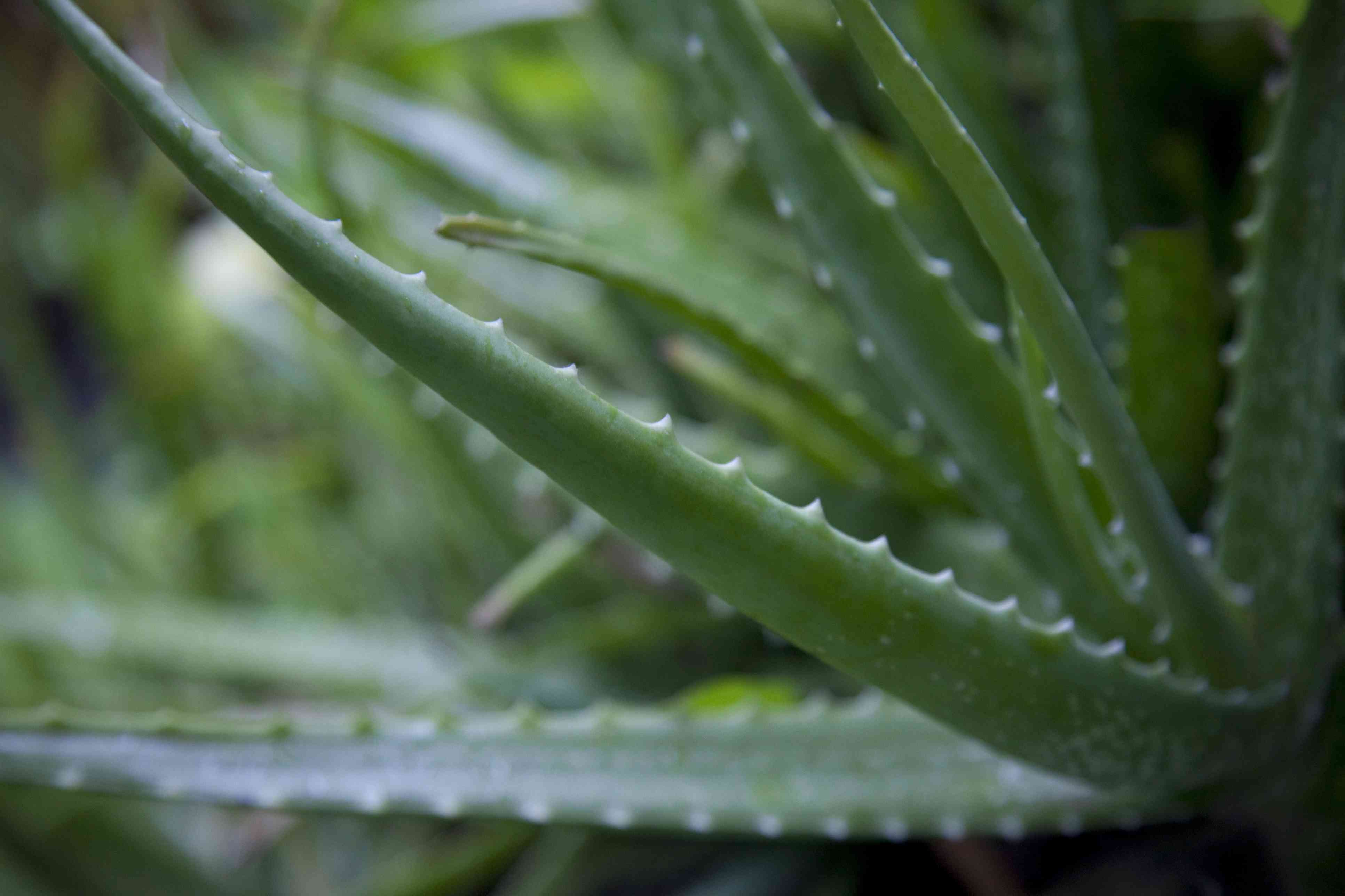 芦荟植物的特写