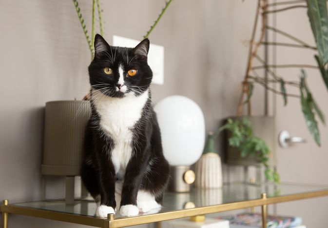 黑色和白色的猫坐在玻璃顶部边缘装饰项目和室内植物