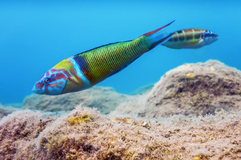 华丽濑鱼(Thalassoma Pavo)水下色彩斑斓的鱼