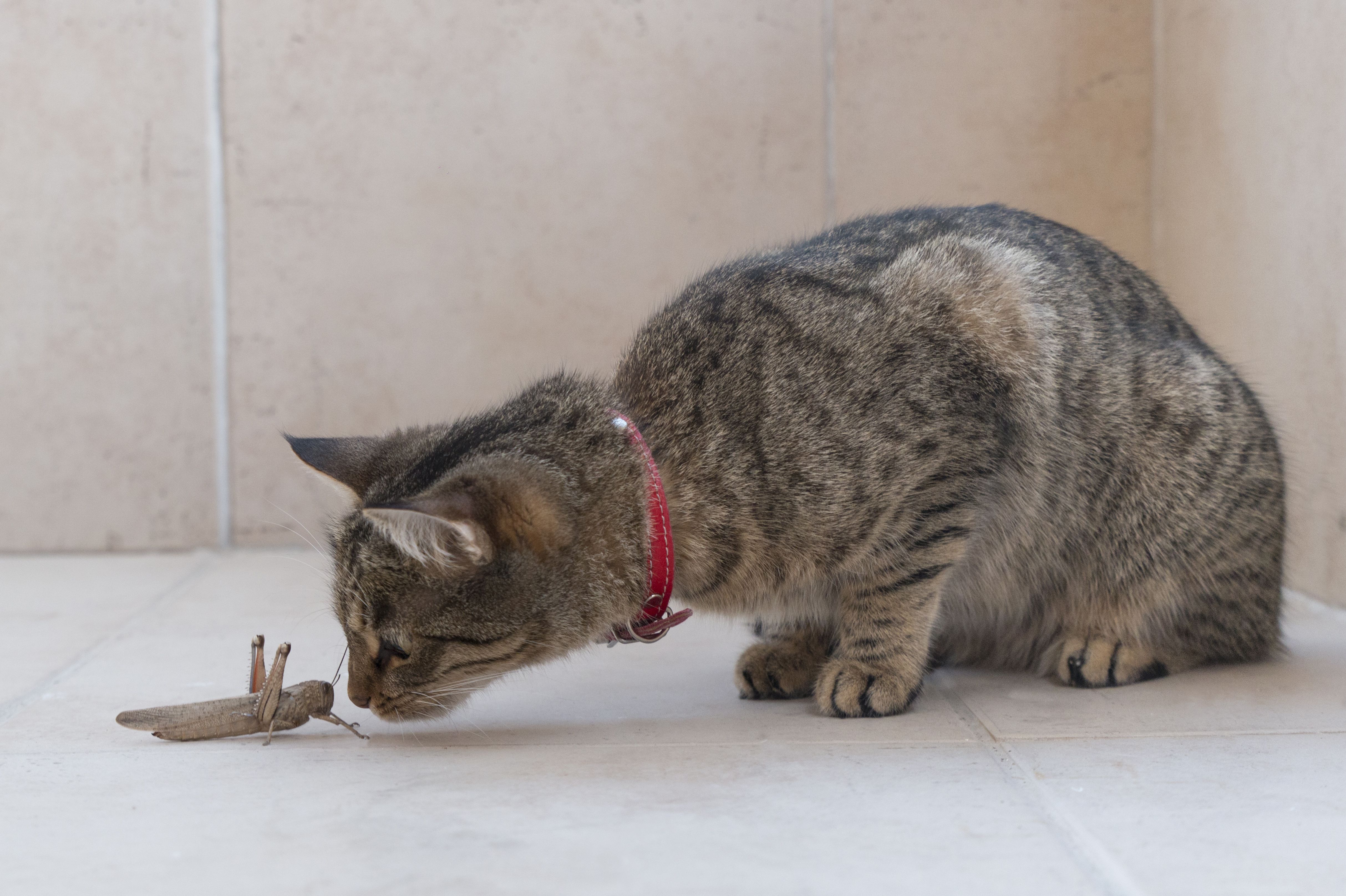 猫和蚱蜢对峙
