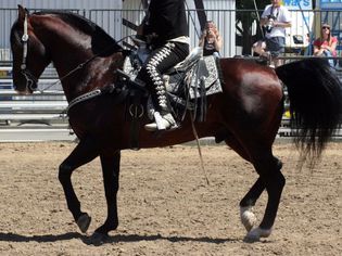 azteca horse
