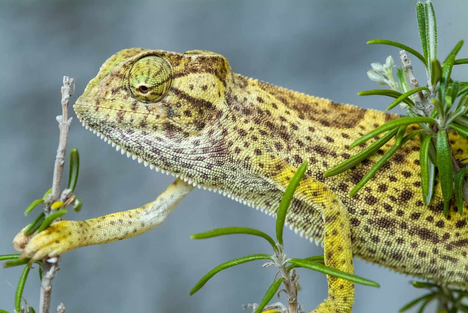 Chamaeleo senegalensis -塞内加尔变色龙