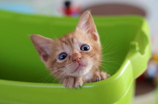 小猫在篮子里的画像