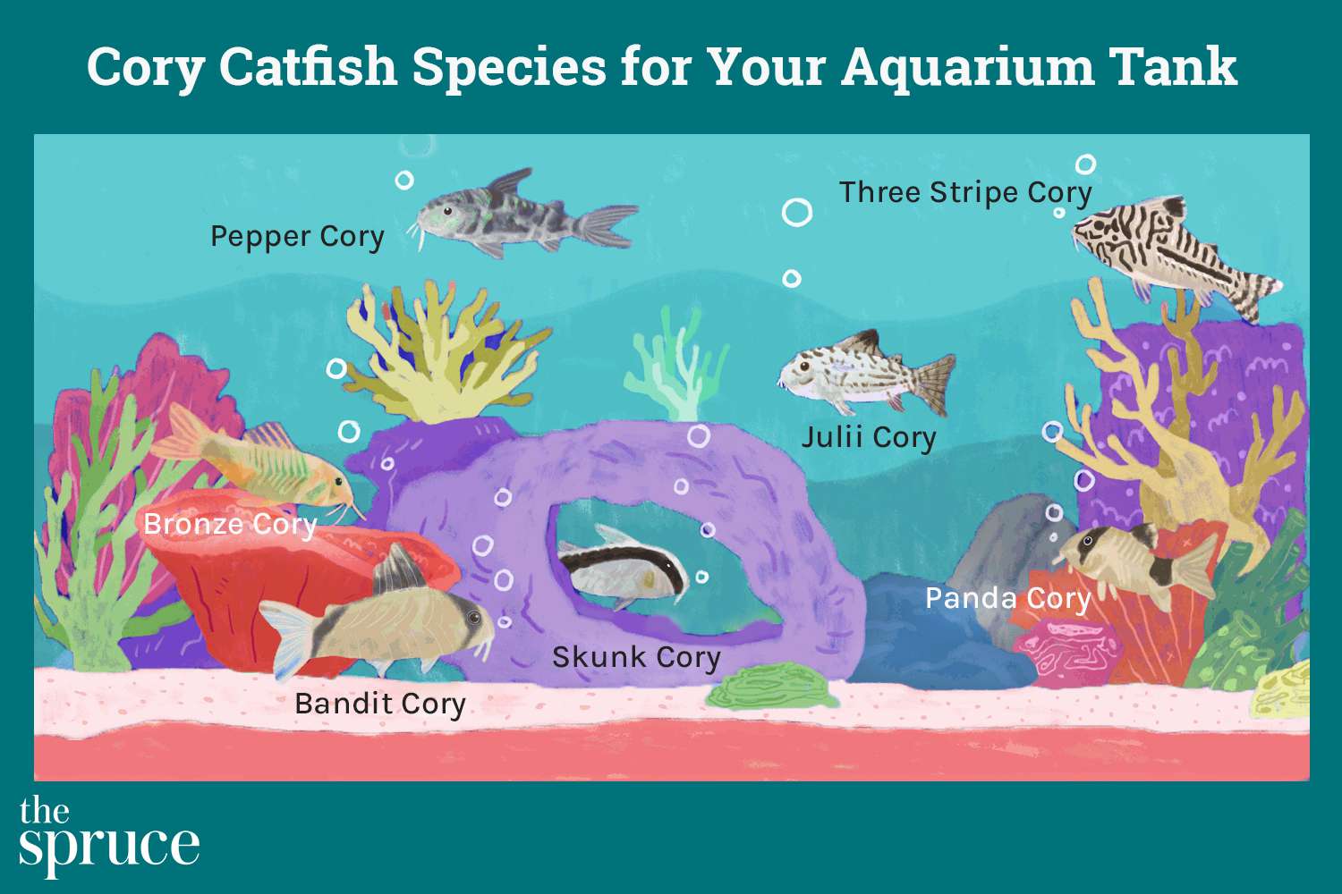 插图显示不同种类的科里鲶鱼为您的水族馆