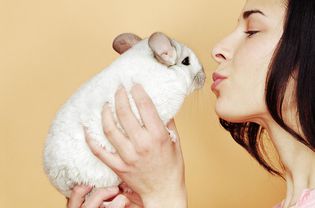 女子抱着栗鼠(chinchilla lanigera)高剖面