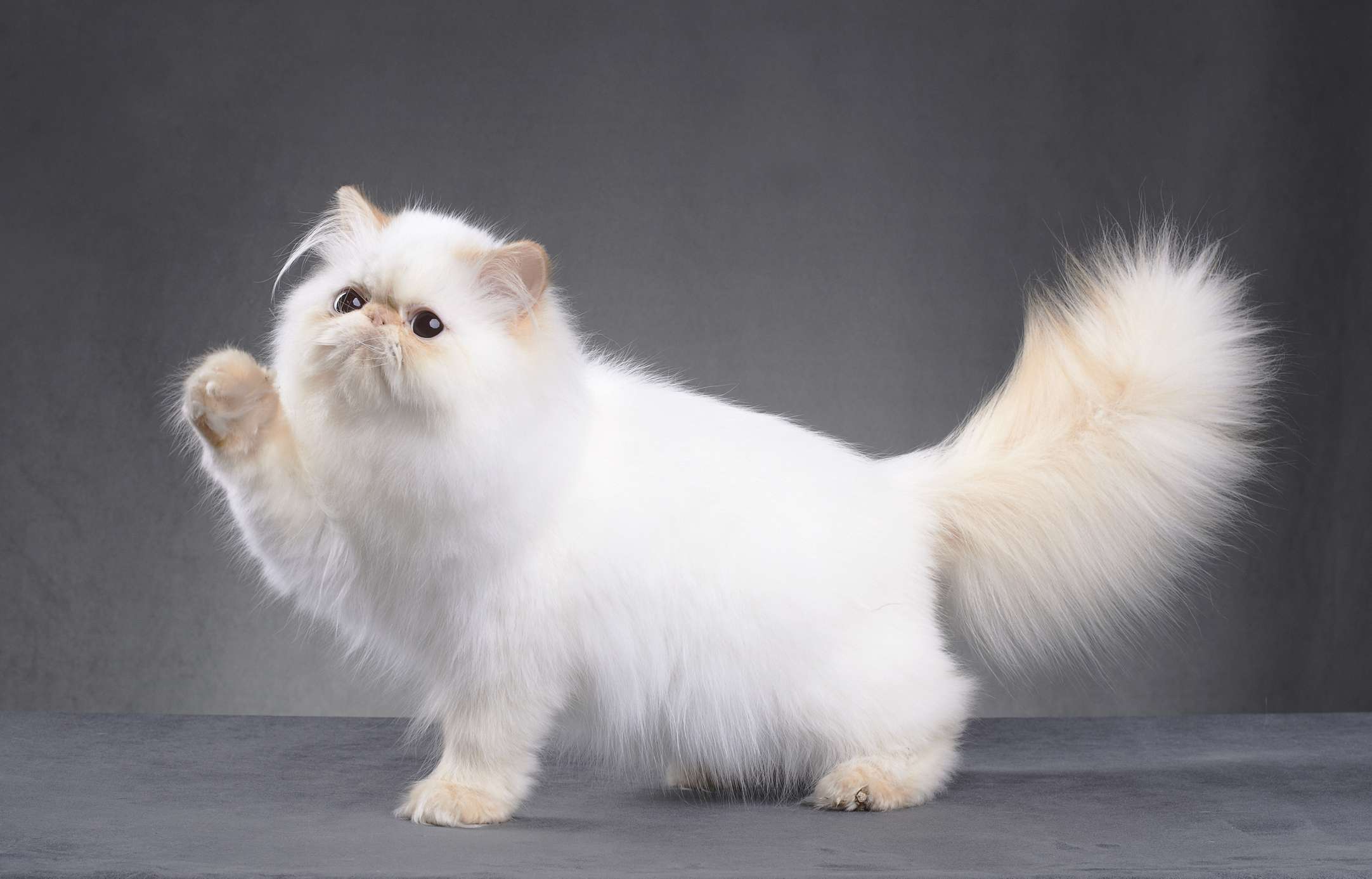 可爱的波斯小猫