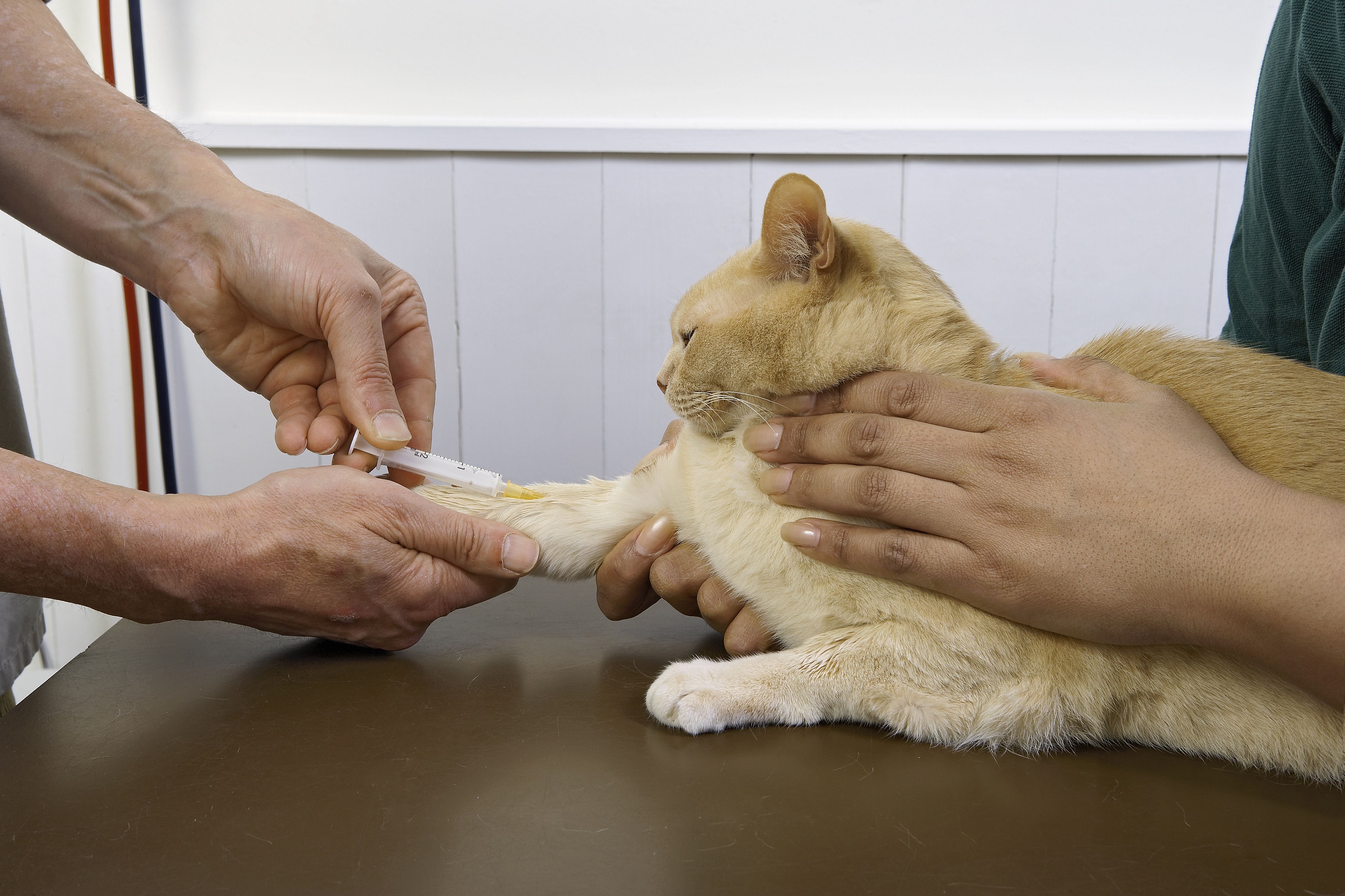 兽医正在给猫抽血
