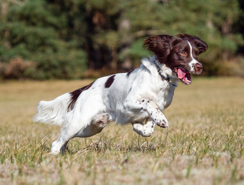 英国施普林格猎犬在田野里奔跑