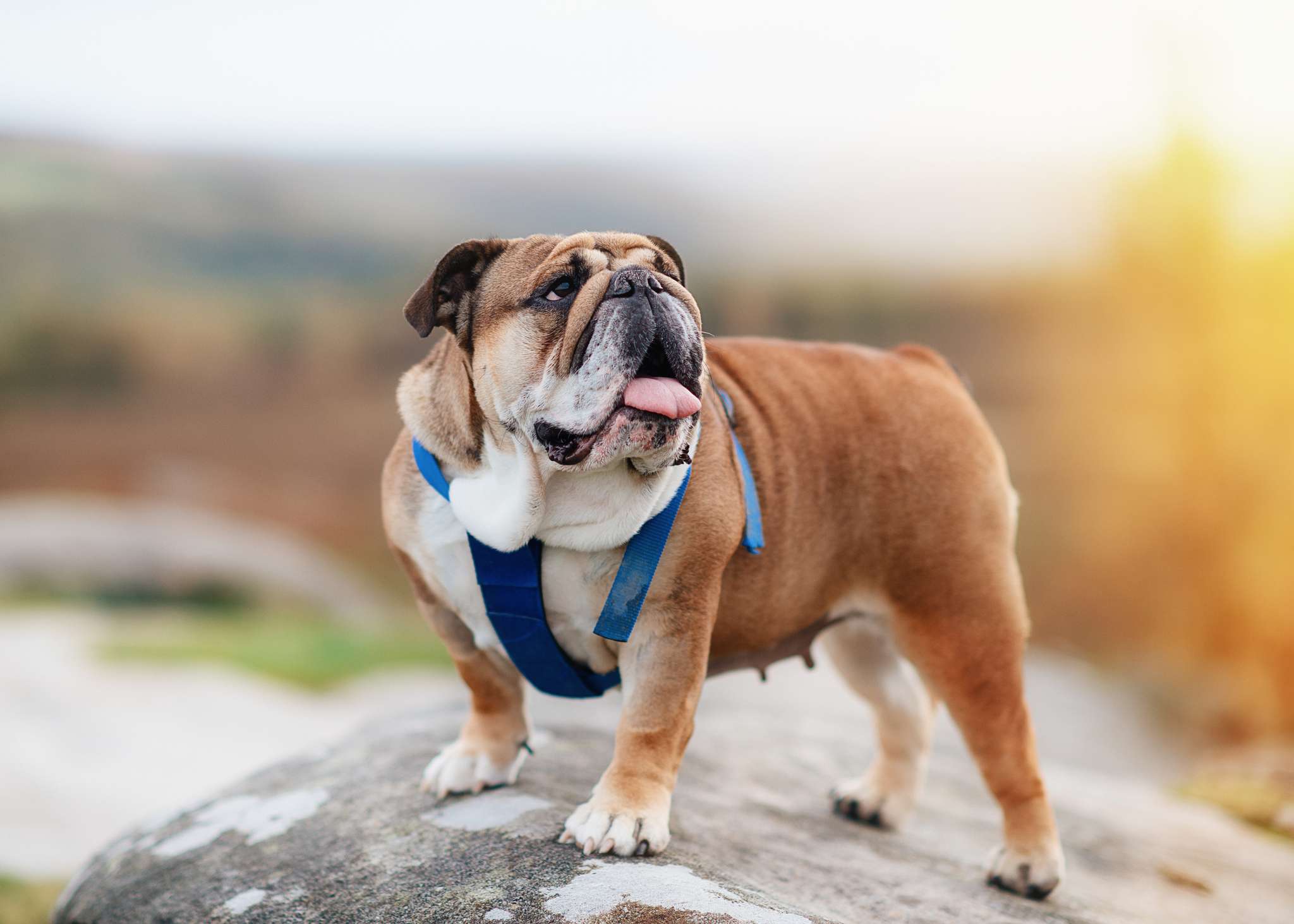 穿着蓝色挽具的英国斗牛犬在乡间散步