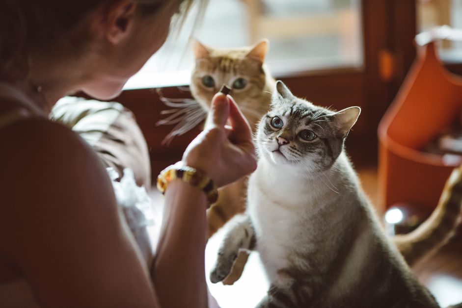 一位女士正在款待两只猫