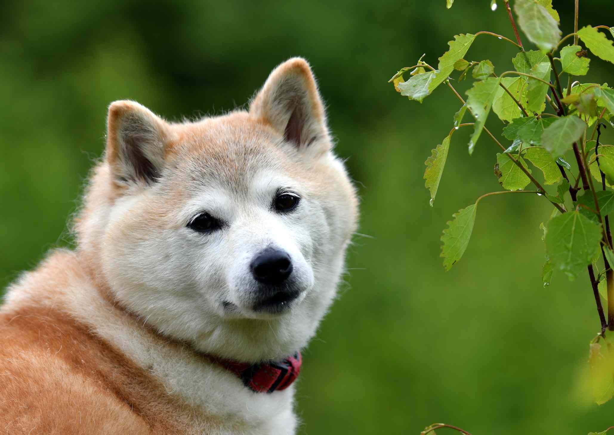 外面是老柴犬
