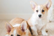 Two Corgi puppies sitting on the floor.
