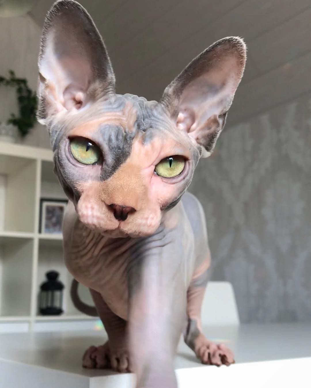 多色sphynx